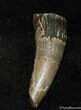 Large Fossil Crocodile Tooth from Hell Creek Formation #521-2